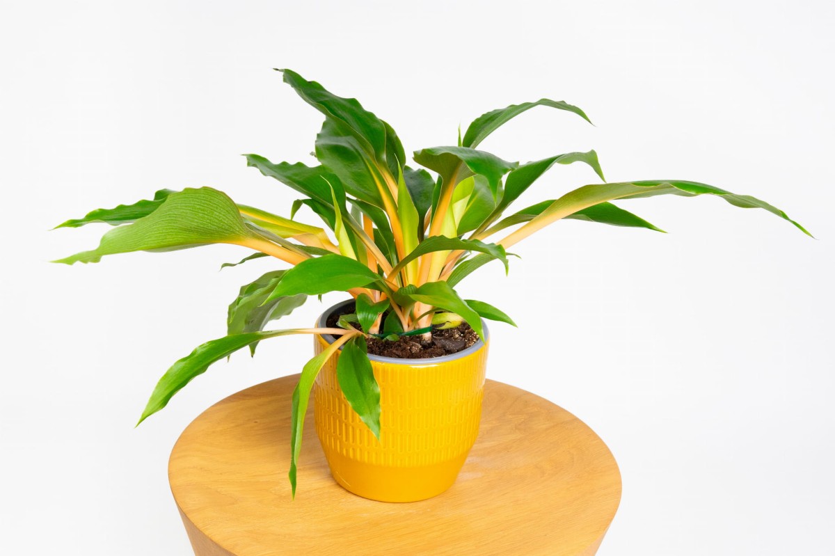 Zielistka pomarańczowa (Chlorophytum orchidastrum 'Green Orange') o łukowato wygiętych liściach wychodzących poza obrys doniczki