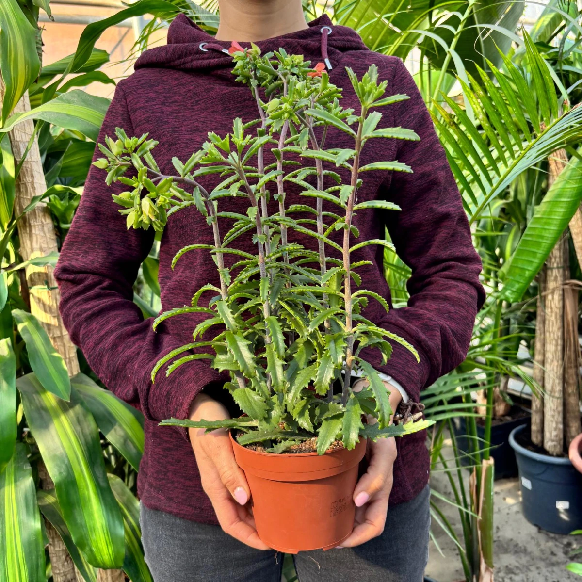 Kalanchoe 'Lucky Bells' w doniczce produkcyjnej Ø12 cm, wysokość około 40 cm
