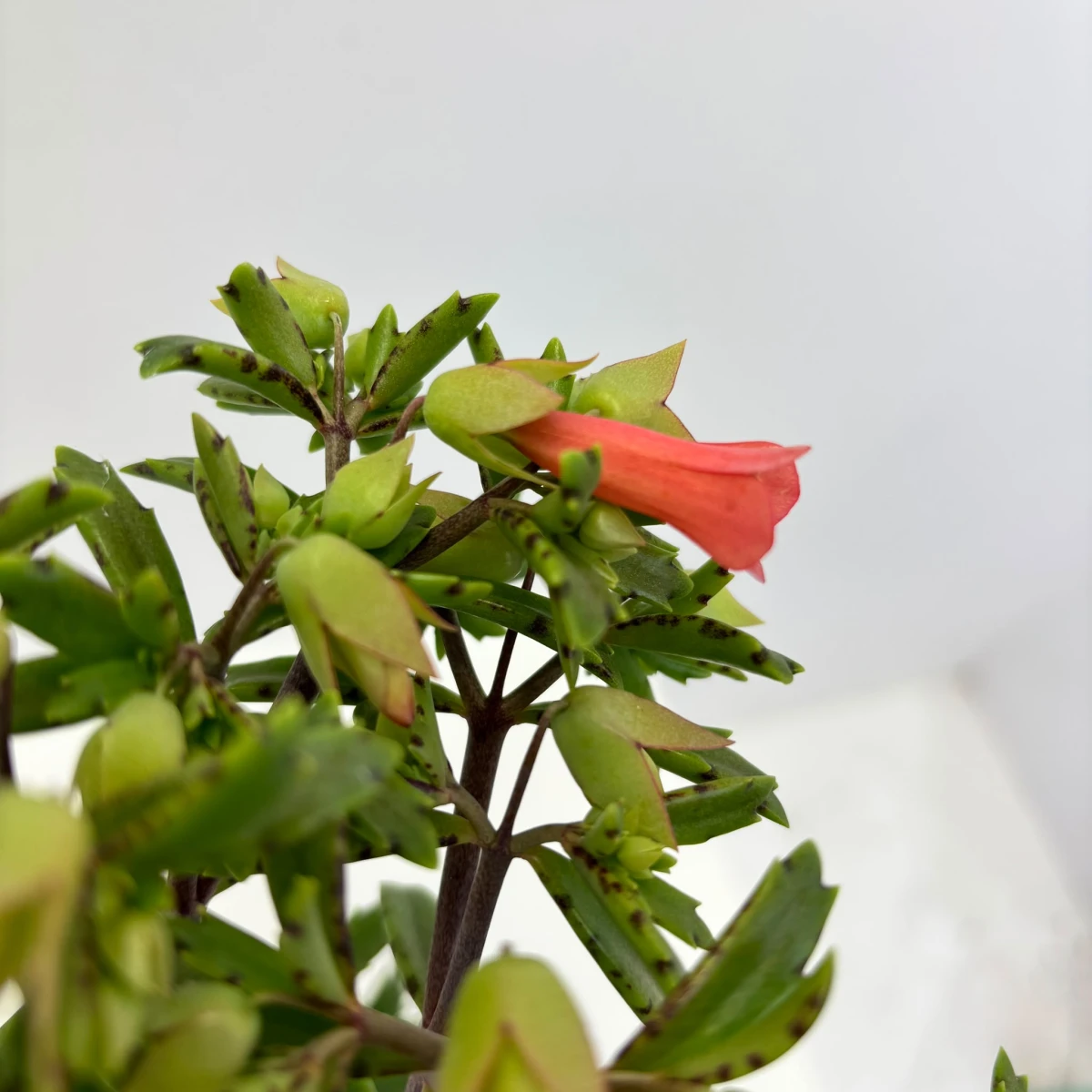 Zwisający kwiat-dzwonek kalanchoe 'Lucky Bells' wśród wąskich, mięsistych liści