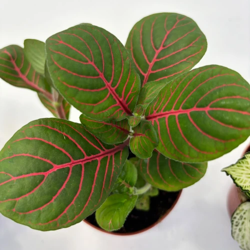 Fitonia (Fittonia albivenis) - fitonia białożyłkowa