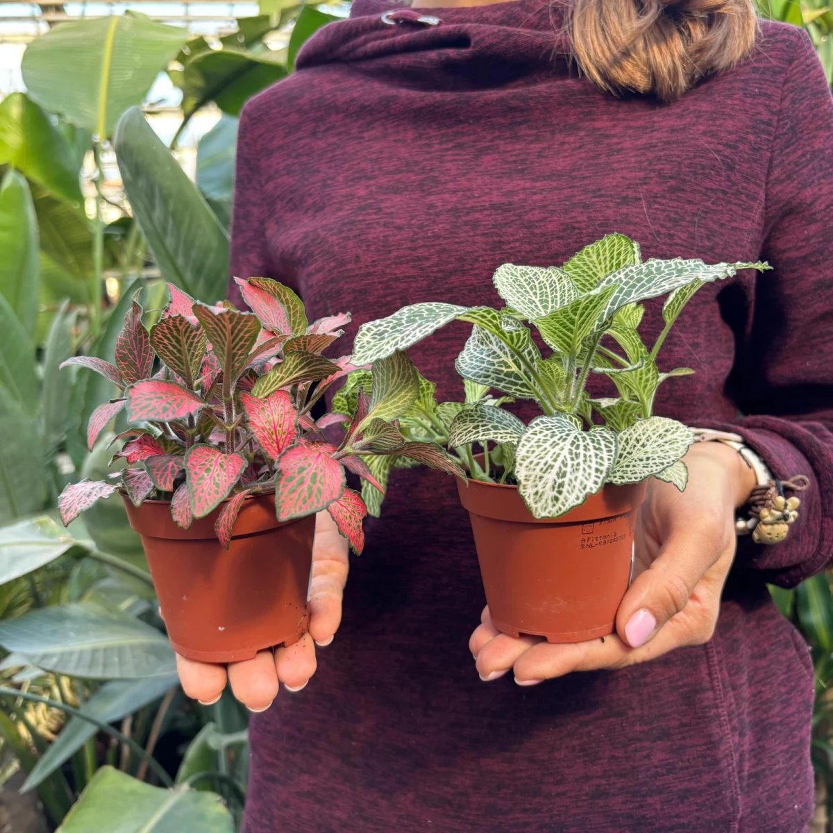 Fittonia_d8.jpeg