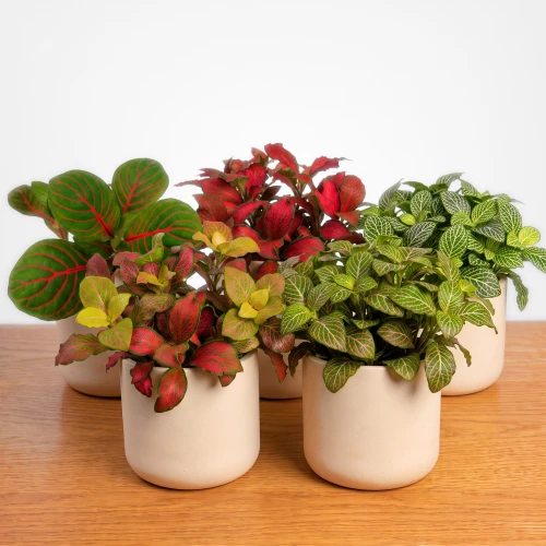 Fitonia (Fittonia albivenis) - fitonia białożyłkowa