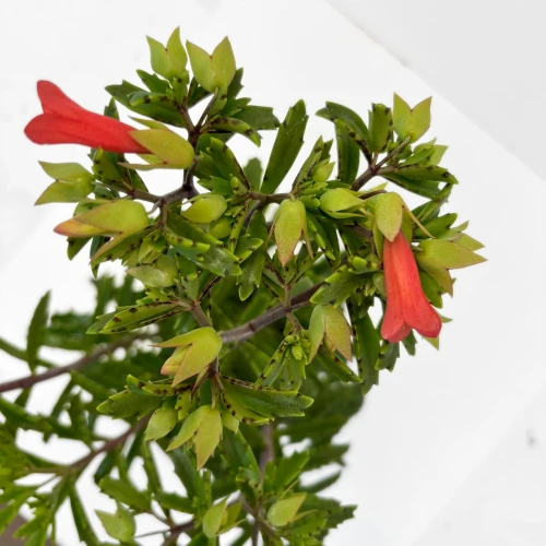 Kalanchoe 'Lucky Bells' - żyworódka o dzwonkowatych kwiatach