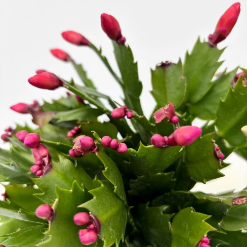 Grudnik (Schlumbergera) - kaktus bożonarodzeniowy
