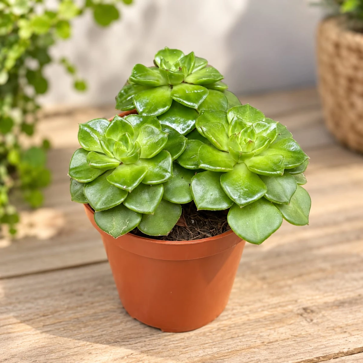 Eszeweria (Echeveria) o zielonych, błyszczących rozetach w doniczce produkcyjnej
