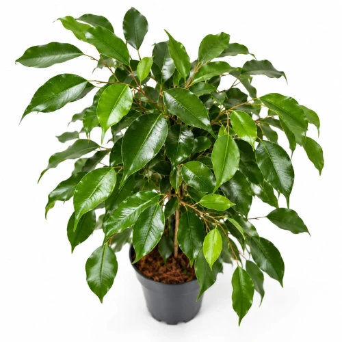 Fikus benjamin Danita (Ficus benjamina 'Danita') - figowiec benjamina