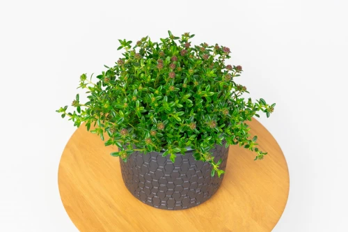 Macierzanka piaskowa (Thymus serpyllum) - tymianek płożący w doniczce