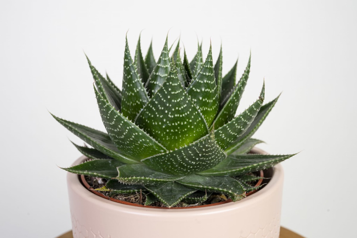 aloes-cosmo-aloe-aristata-green-pearl-liscie-03.jpg