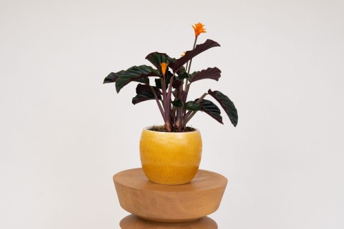Calathea Goeppertia crocata 'Tassmania' (Kalatea) | Sklep z Rolinami -  Zielona Flora