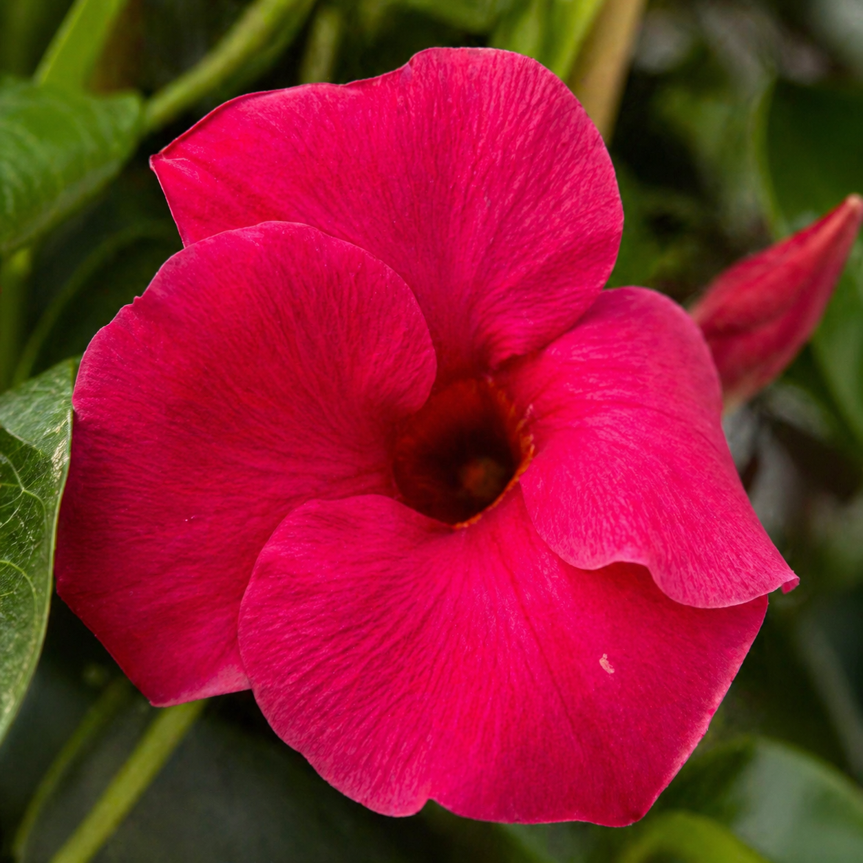 Mandewilla różowa (Mandevilla sanderi) — pnącze balkonowe