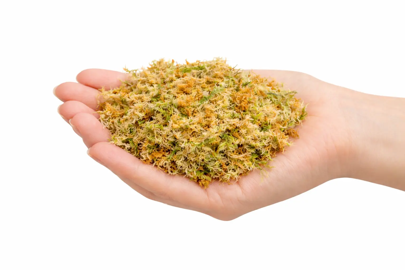 Mech torfowiec sphagnum do palików i ukorzeniania