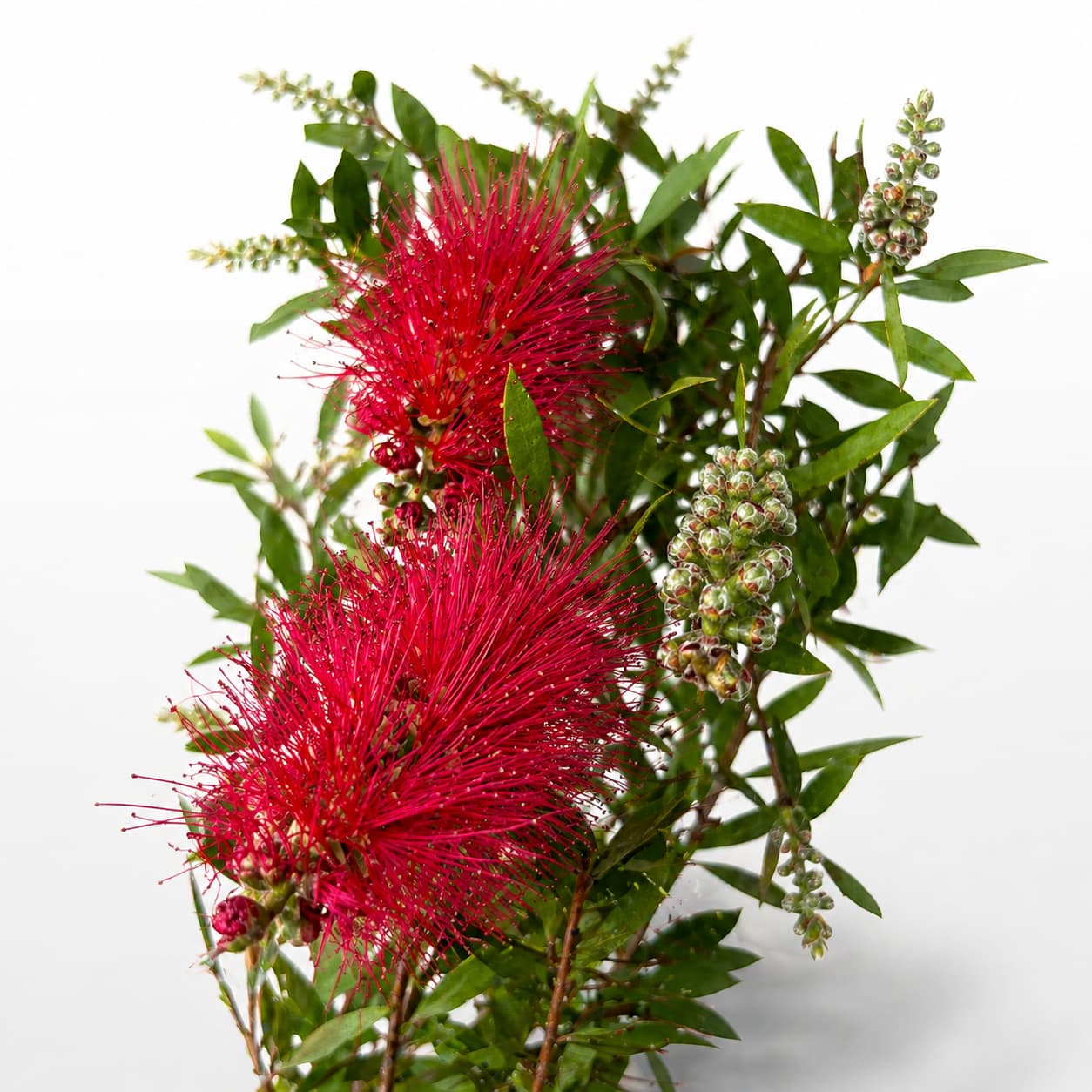 Kuflik cytrynowy na pniu (Callistemon citrinus) — drzewko z czerwonymi kwiatostanami w doniczce D17
