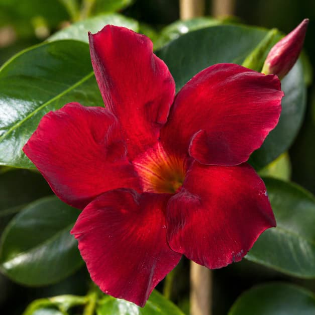 Mandewilla czerwona (Mandevilla sanderi) — pnącze balkonowe