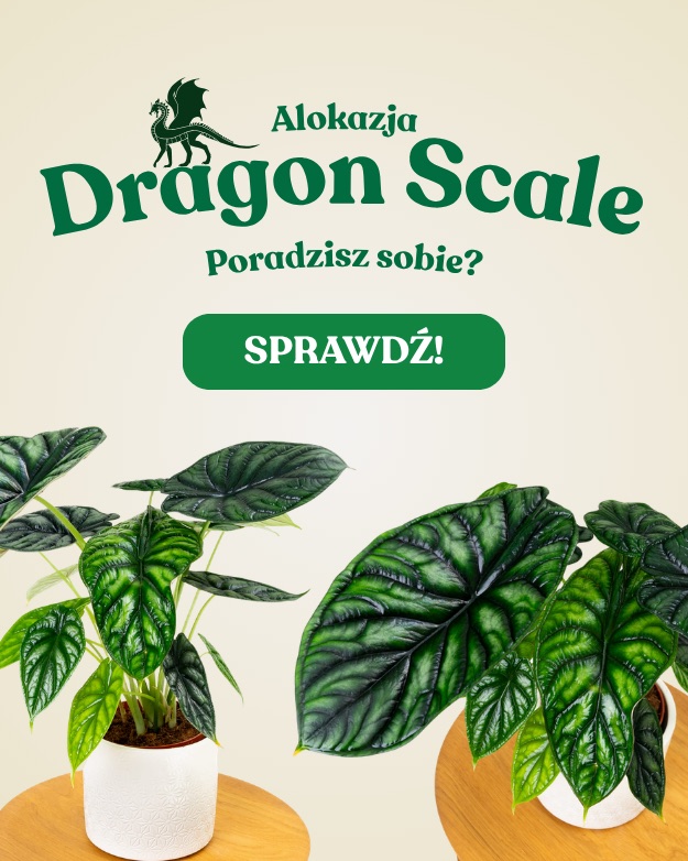 Alokazja Dragon Scale, roślina o liściach jak smocze łuski Zielona Flora