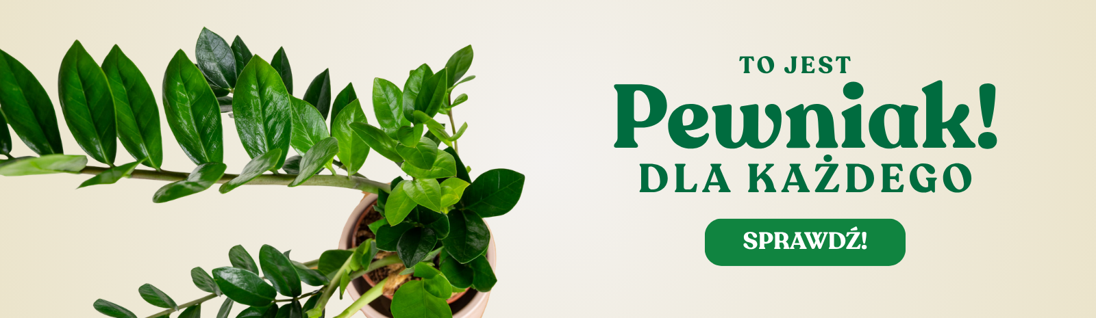 [Greendea] Zamio Zielona Flora