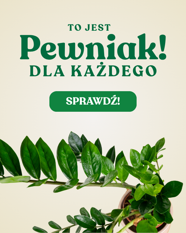 [Greendea] Zamio Zielona Flora