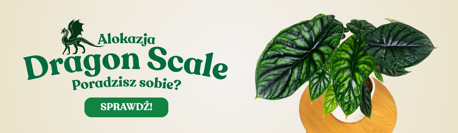 Alokazja Dragon Scale, roślina o liściach jak smocze łuski Zielona Flora