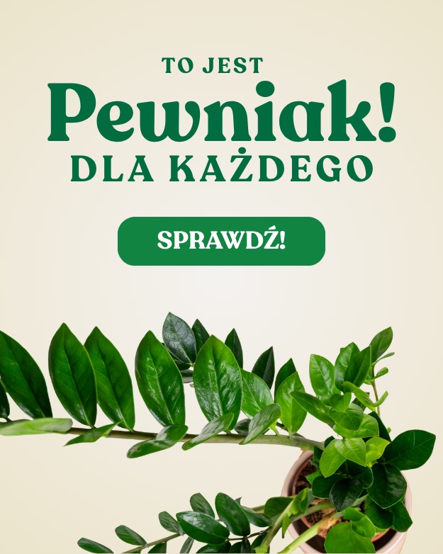 Zamiokulkas, łatwa roślina dla każdego Zielona Flora