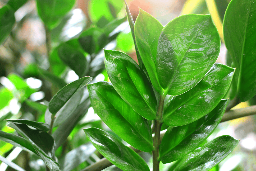 Jak rozmnożyć zamiokulkasa z liścia i przez podział kłącza?