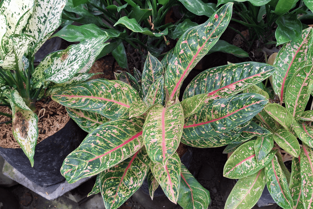 Jak dbać o aglaonemę, żeby nie traciła koloru? Sposoby na intensywne wybarwienie liści