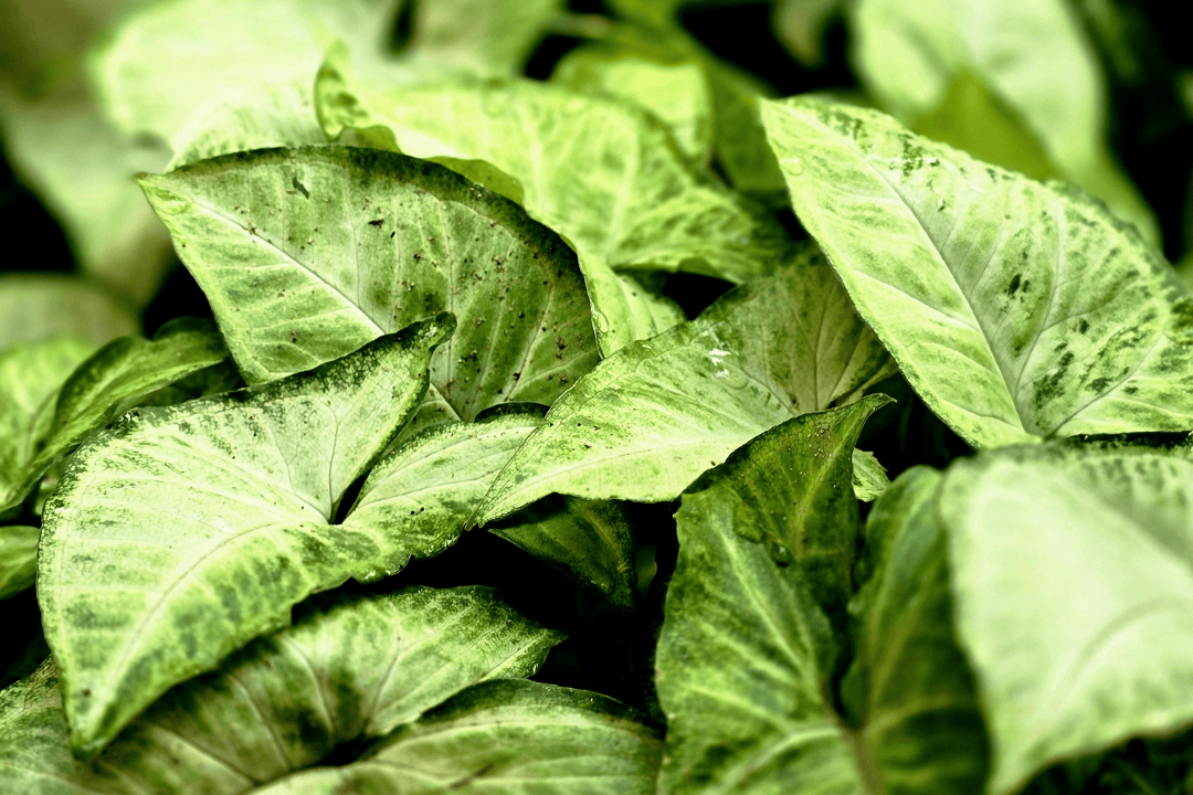 Syngonium - jak prowadzić roślinę na podporze lub w formie zwisającej?