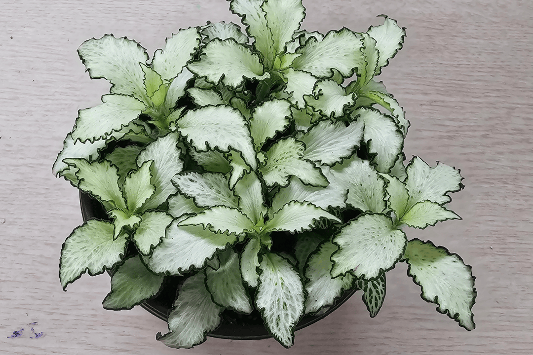 Dlaczego fitonia „mdleje”? Jak ustawić podlewanie i wilgotność, żeby ją uratować?