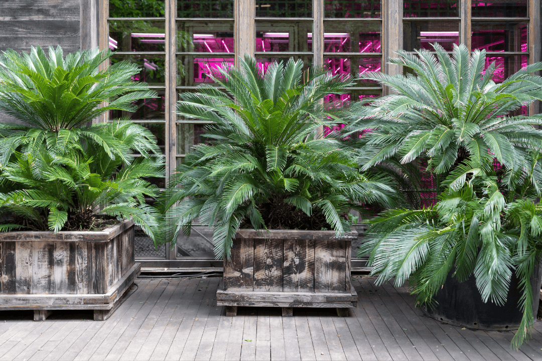 Czy cykas rośnie zbyt wolno? Kiedy to normalne, a kiedy znak problemu