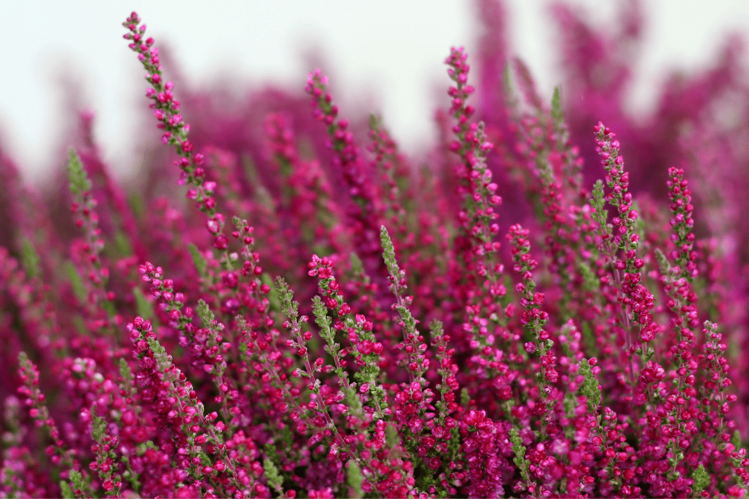 Wrzos w doniczce po sezonie - jak przedłużyć jego życie i co zrobić po przekwitnięciu?