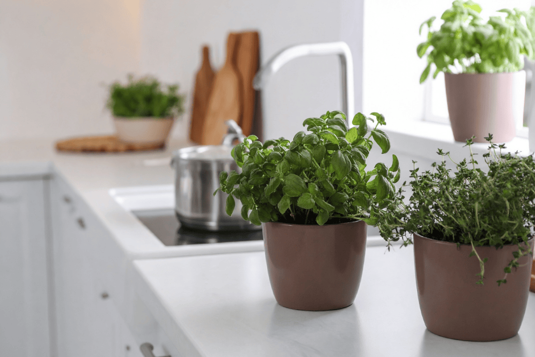 Jakie rośliny sprawdzą się w kuchni? Gatunki odporne na parę, temperaturę i słabe światło