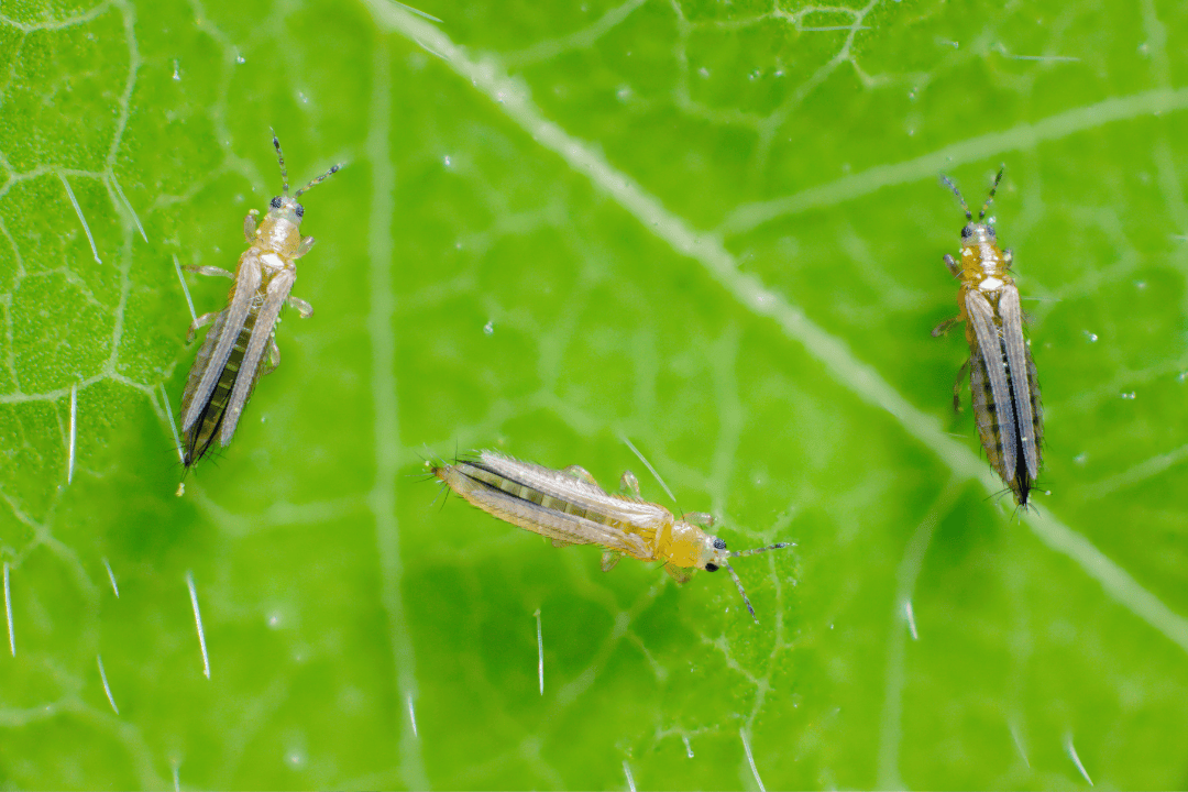Wciornastki na roślinach - jak je rozpoznać i skutecznie zwalczyć krok po kroku?