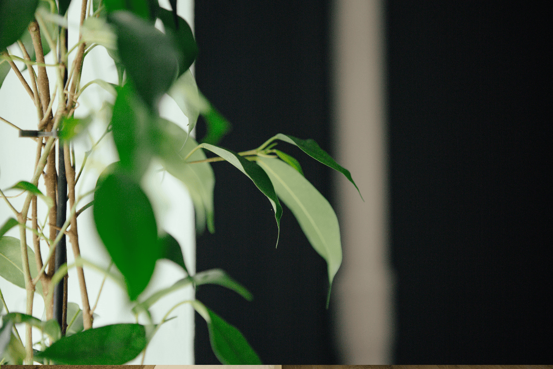 Jak dobrać podpory do roślin pnących? Palik kokosowy, moss pole i kratka w praktyce