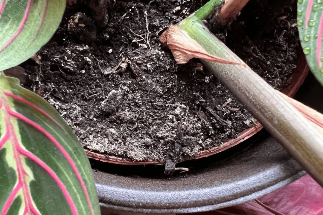 Biały nalot na ziemi - czy to pleśń czy zasolenie? Jak rozpoznać i naprawić problem