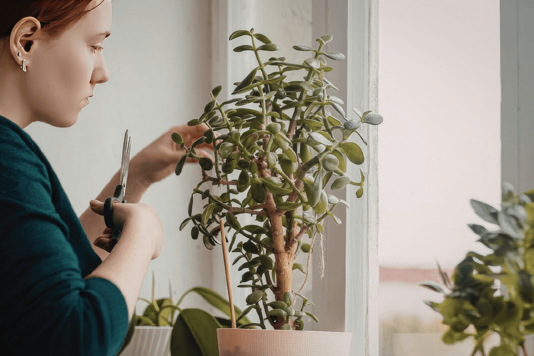 Jak przycinać rośliny domowe, żeby się zagęściły? Praktyczny poradnik cięcia