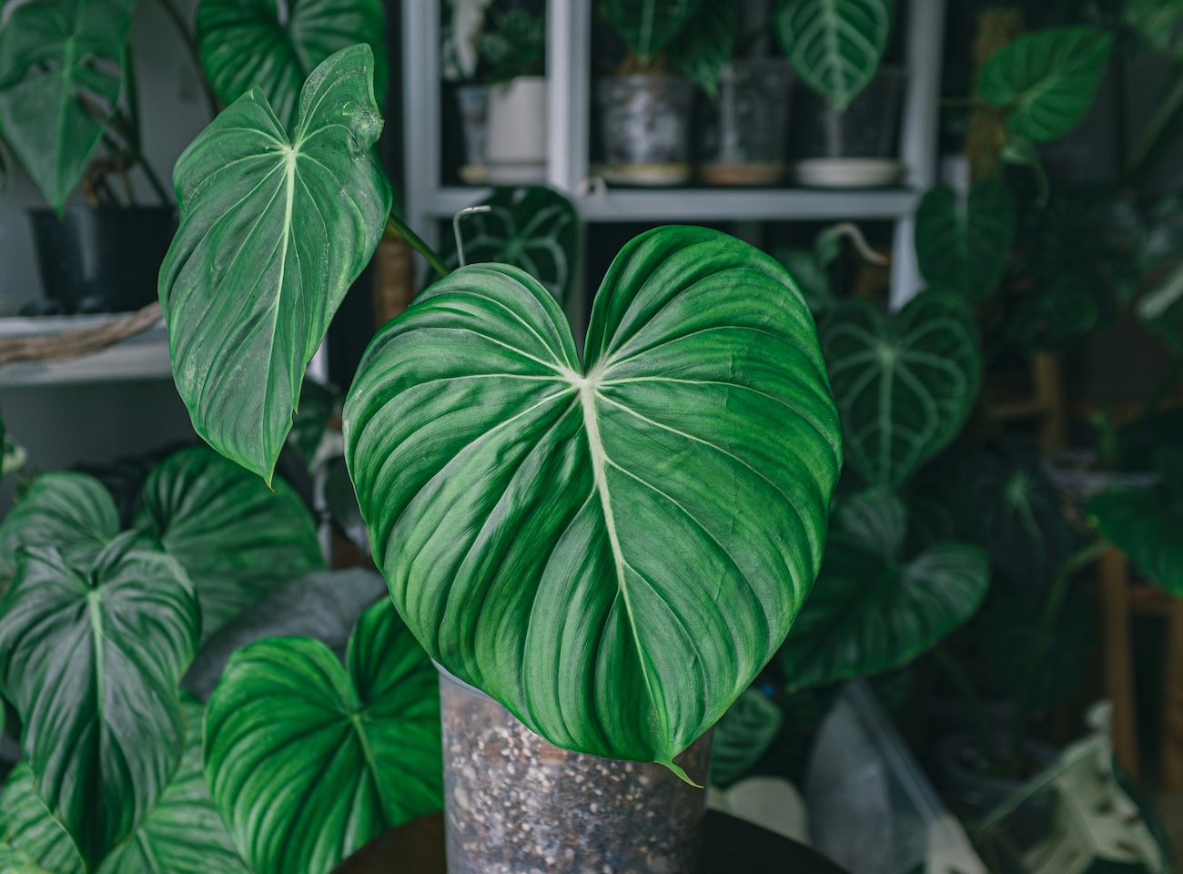 Filodendron – sekrety pielęgnacji dla bujnego wzrostu