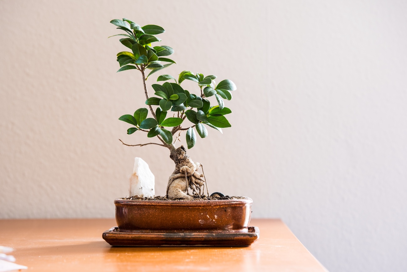 Jak zacząć swoją przygodę z bonsai? Przewodnik pielęgnacji dla początkujących