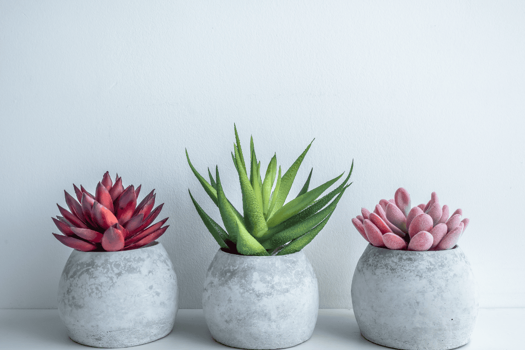 Jak dobrać doniczkę do wystroju wnętrza? Stylowe osłonki i donice