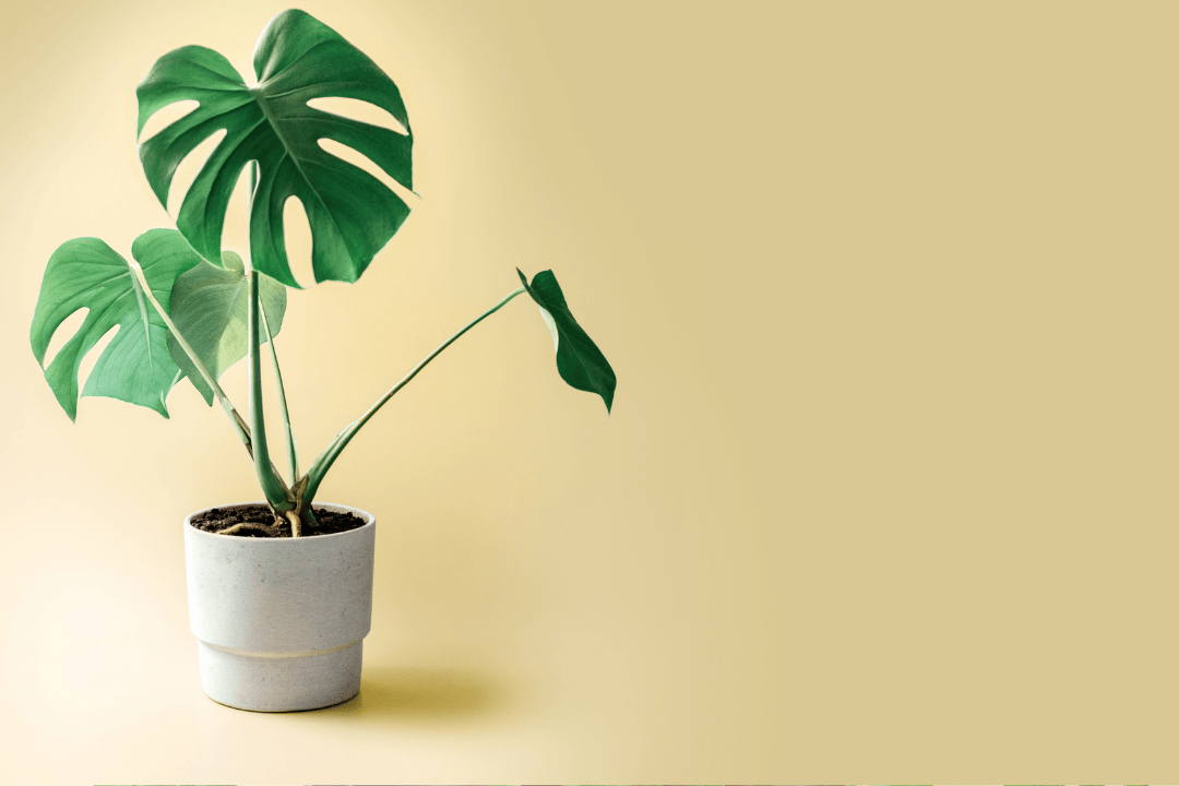 Jak rozmnażać monsterę w domowych warunkach?