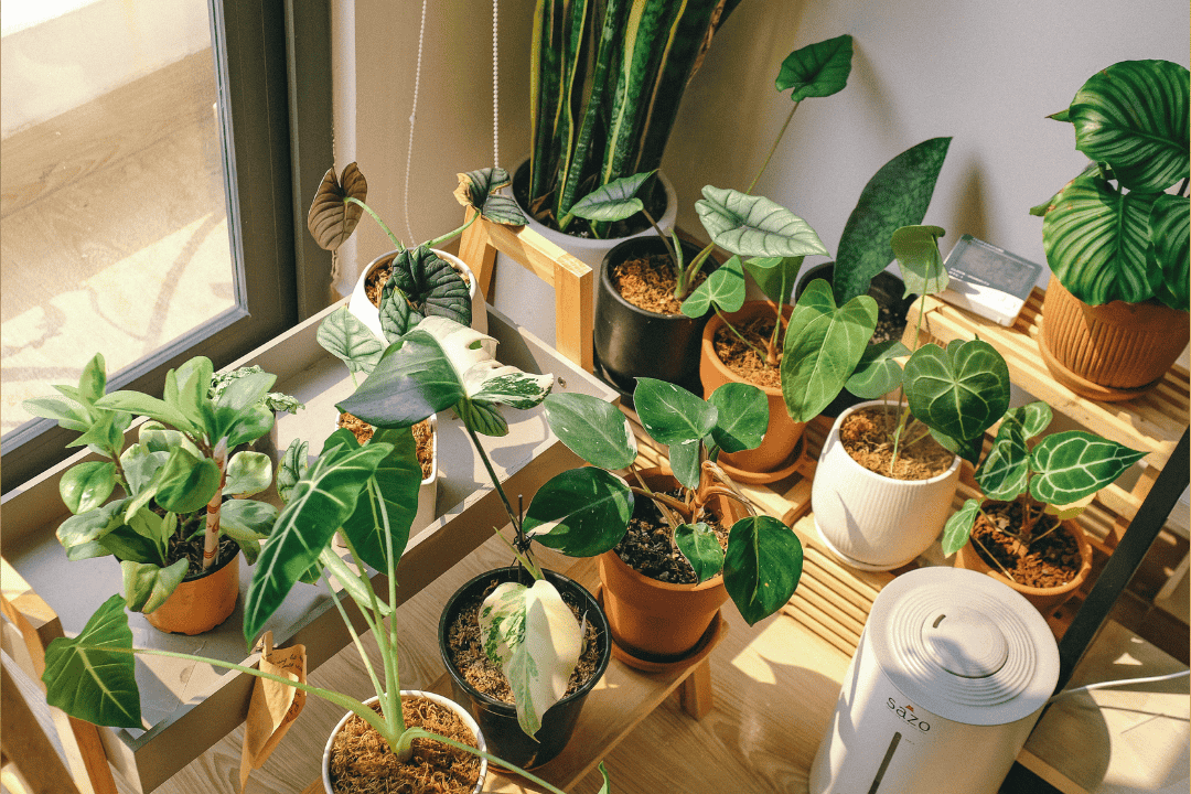 Odkryj 7 sposobów na ziemiórki w roślinach doniczkowych – identyfikacja i zwalczanie