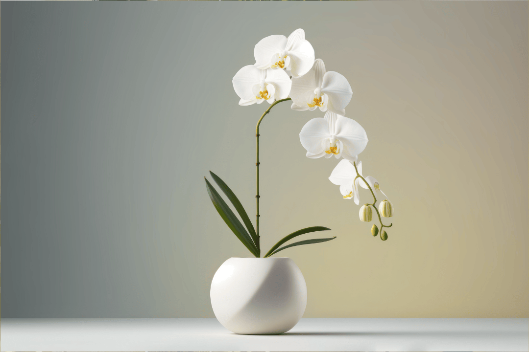 Sprawdź nasze sekrety podlewania storczyków, by cieszyć się długotrwałym kwitnieniem