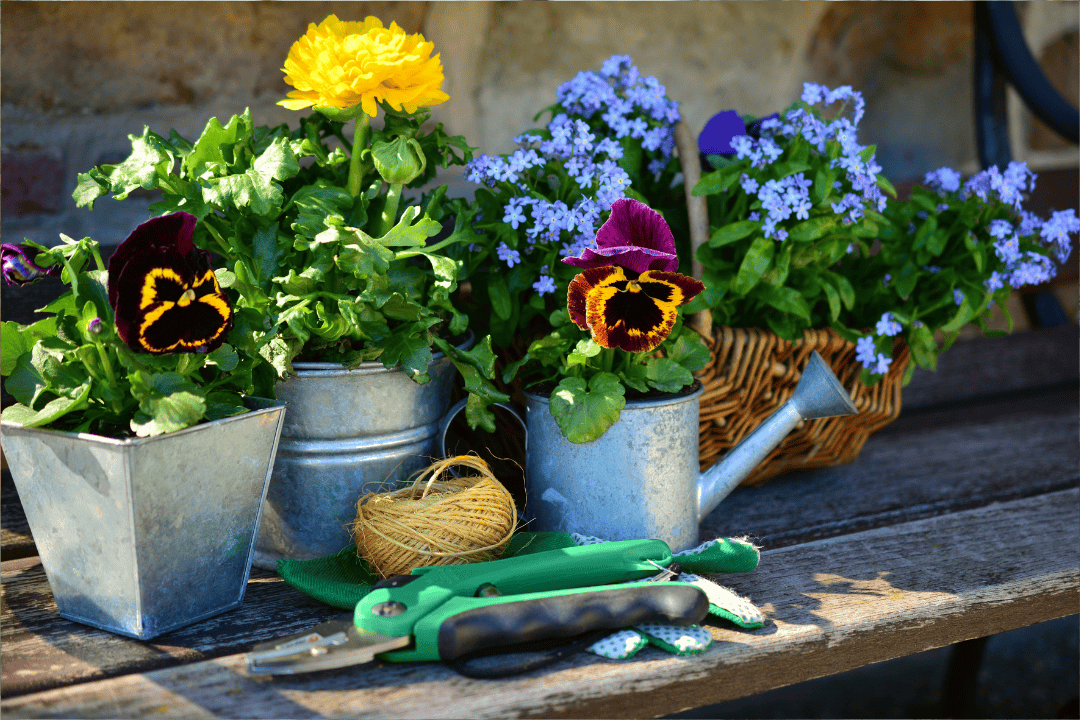 Odkryj 6 metod walki z mszycami w roślinach doniczkowych