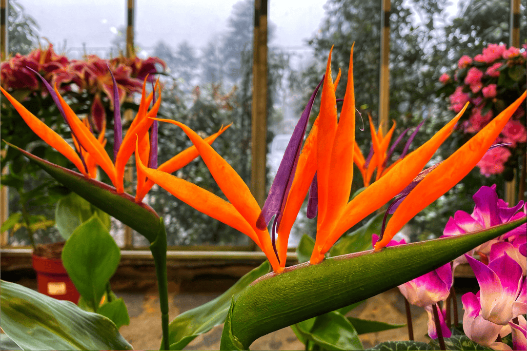 Sprawdź, dlaczego strelicja to hit wnętrz – zalety i porady pielęgnacyjne