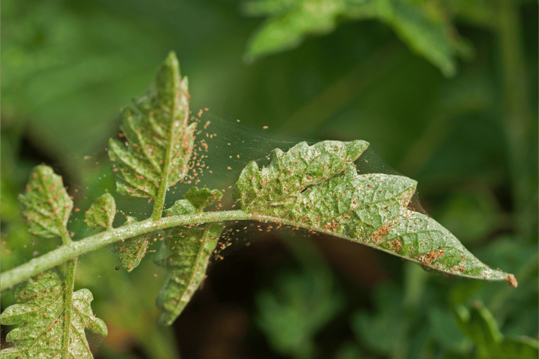 Sprawdź najczęstsze objawów przędziorka i skuteczne sposoby jego zwalczania