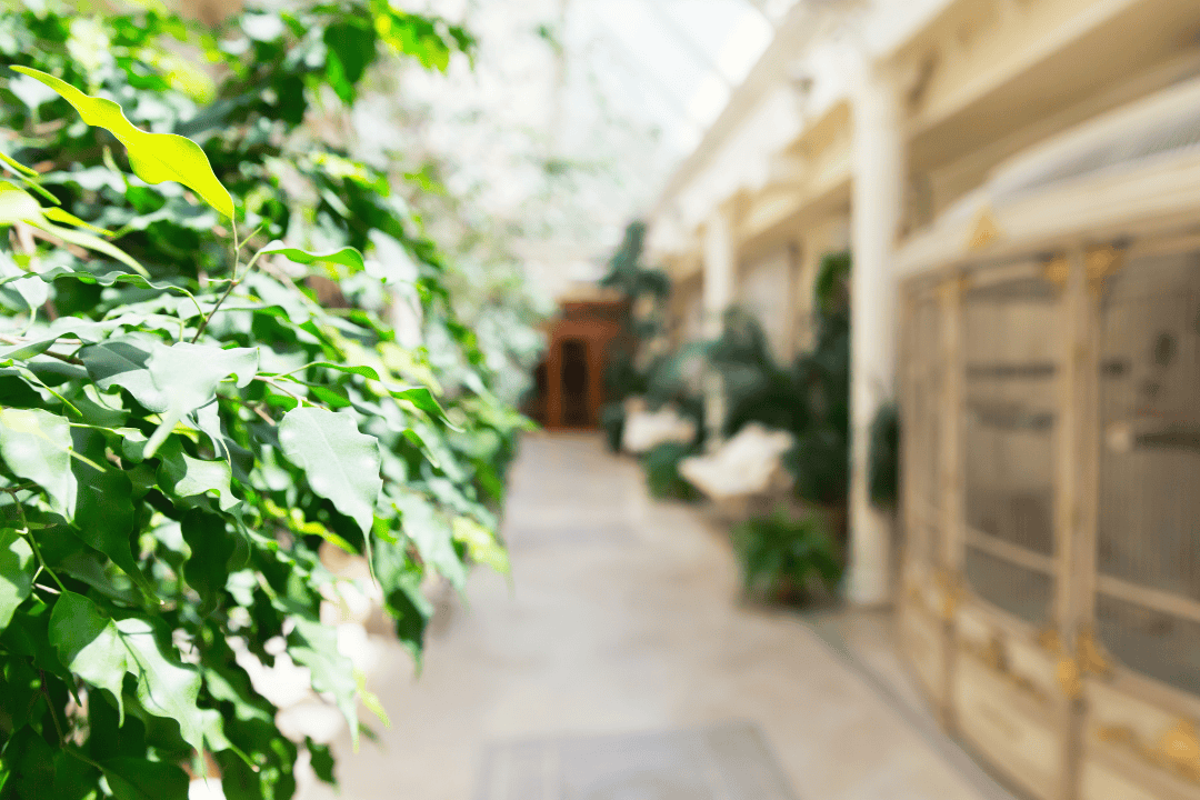 Jak rośliny przyciągają klientów do sklepów i galerii?