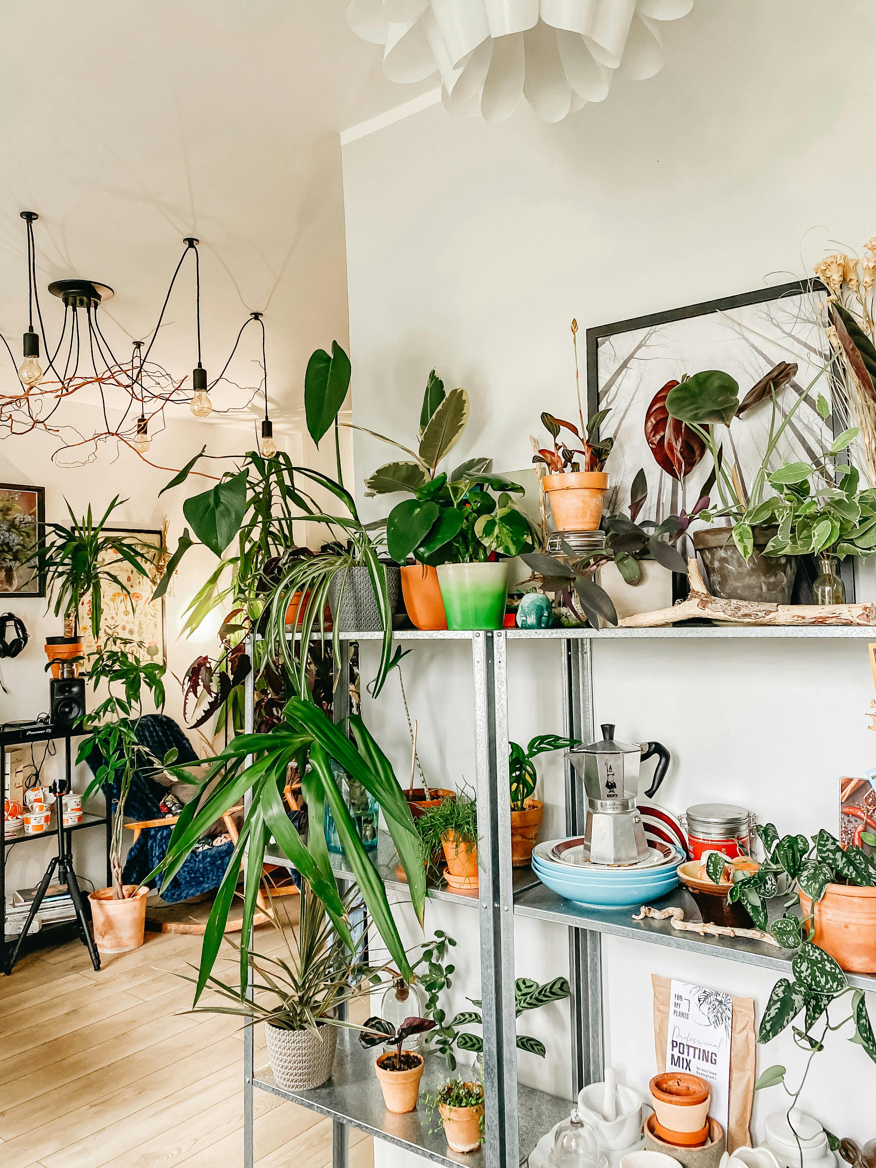 Egzotyczne rośliny doniczkowe: jak zapewnić im idealne warunki w domu?