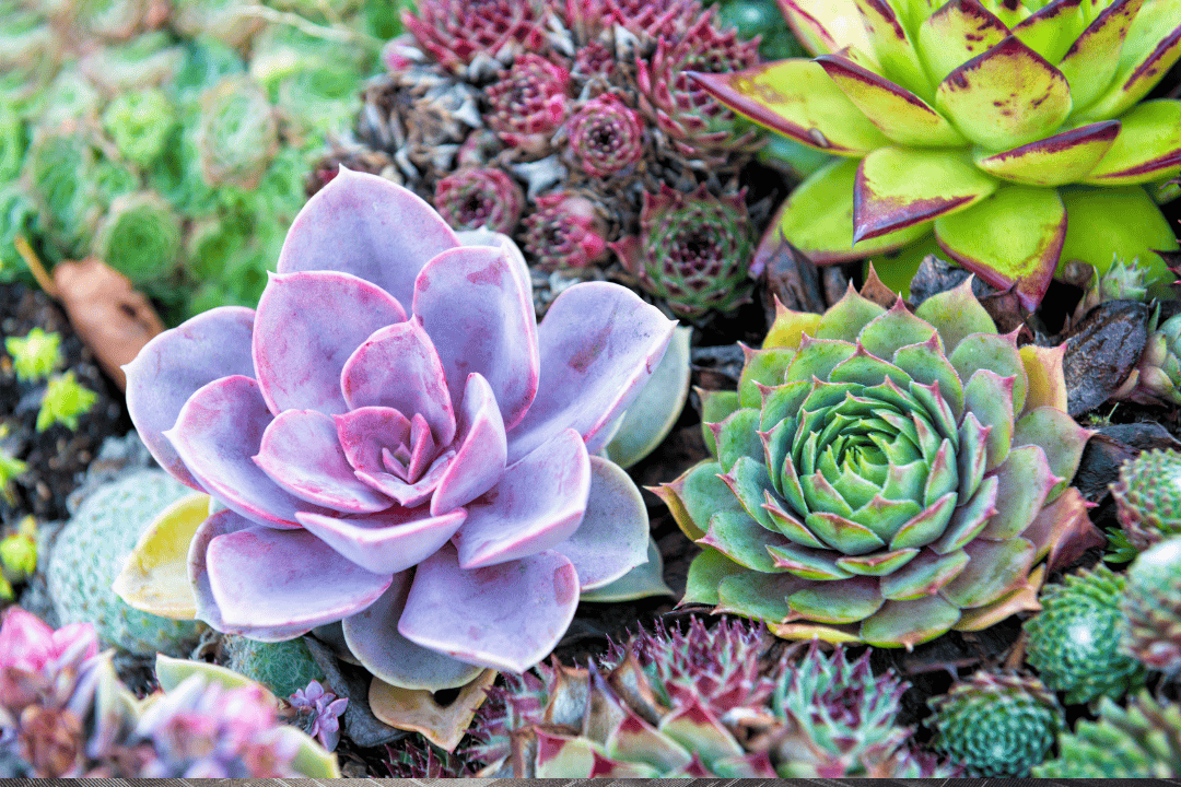 Poznaj 5 kroków do bezpiecznego przesadzania kaktusów i sukulentów