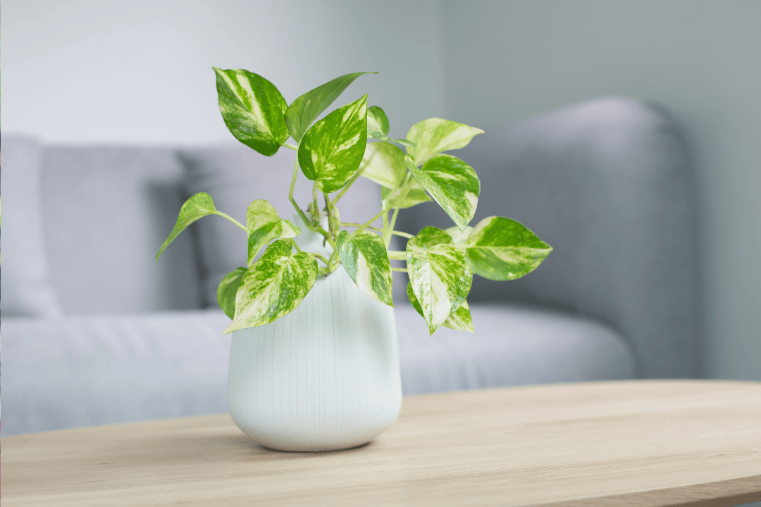 Sprawdź 4 skuteczne sposoby na pozbycie się pleśni w doniczce