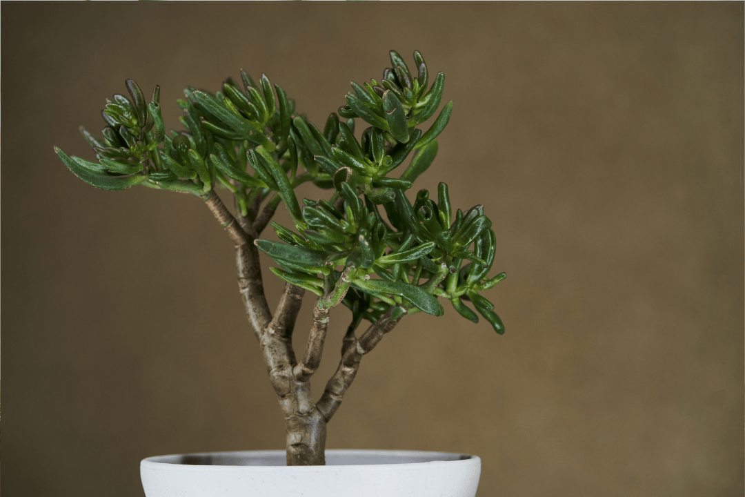 Drzewko szczęscia (grubosz) - jak uprawiać aby pięknie rosło?