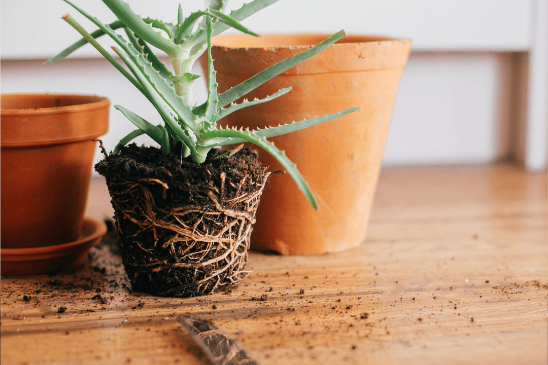 Jak przesadzać rośliny doniczkowe