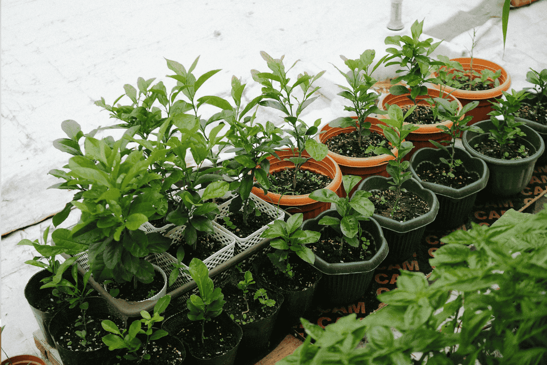 Jak pielęgnować rośliny w okresie urlopowym – podlewanie i zabezpieczanie na czas nieobecności