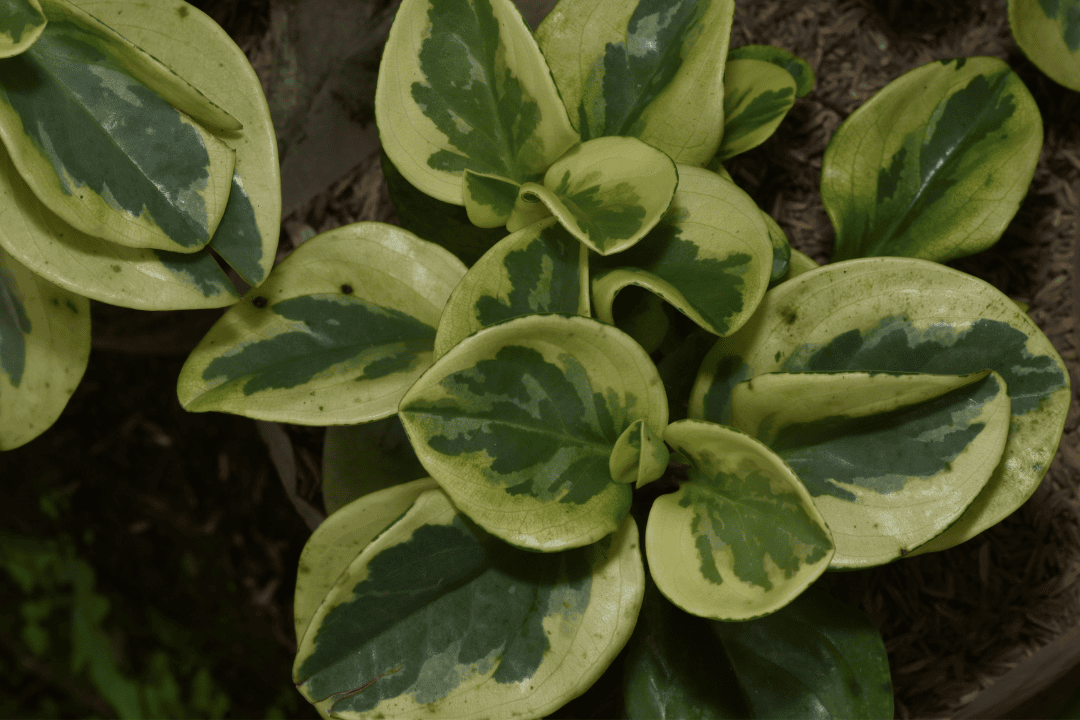 Jak ożywić wnętrze małymi roślinami doniczkowymi – inspiracje do każdego pokoju